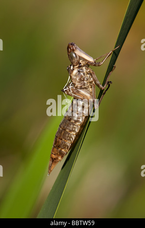 Emperor dragonfly exuvia Stock Photo