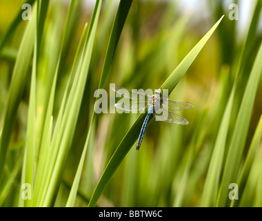 Emperor dragonfly (Anax imperator) Stock Photo