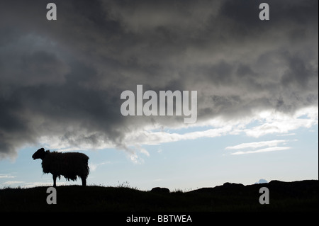 Sheep and storm clouds silhouette on the Isle of Harris, Outer Hebrides Stock Photo