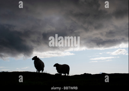 Sheep and storm clouds silhouette on the Isle of Harris, Outer Hebrides Stock Photo