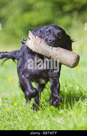 black cocker spaniel working dog Stock Photo