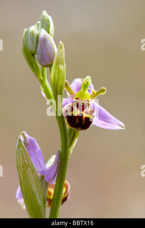 Bee orchid (Ophrys apifera) Stock Photo