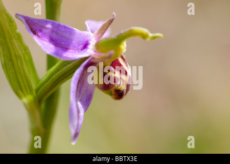 Bee orchid (Ophrys apifera) Stock Photo