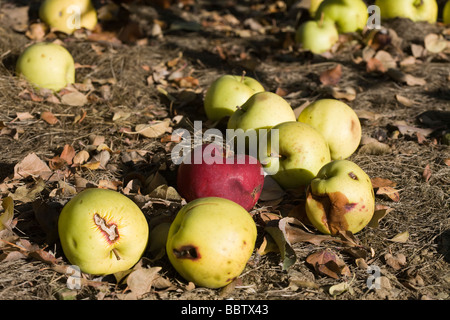 Windfalls -- bad apples. A cluster of mostly yellow windfall apples scarred and bruised, with one dark red one on the brown gro