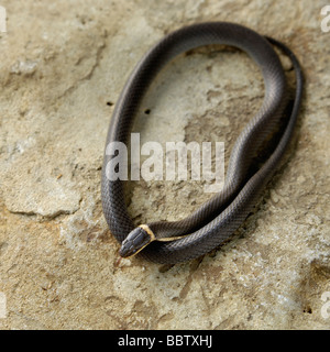 Northern Ringneck Snake in Floyd County Indiana Stock Photo