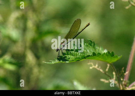Female Banded Demoiselle banded blackwings banded agrion Calopteryx splendens at rest