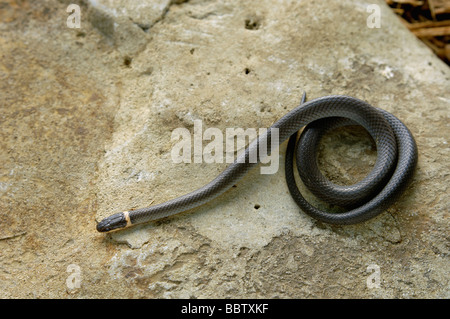 Northern Ringneck Snake in Floyd County Indiana Stock Photo