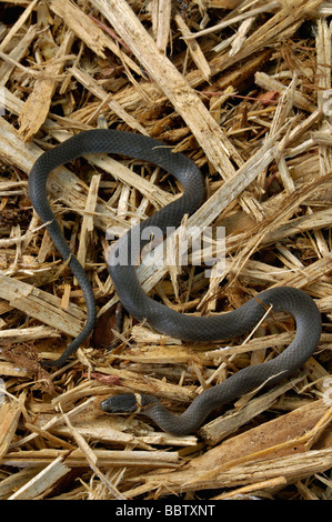 Northern Ringneck Snake in Floyd County Indiana Stock Photo