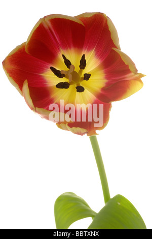 Red and yellow Tulip flower Stock Photo