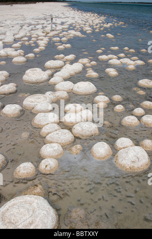 Thrombolites at the edge of Lake Clifton near Perth in Western Australia Stock Photo