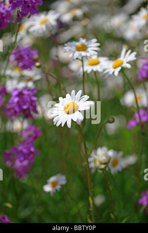 Summer garden border of Daisies and Stocks Stock Photo