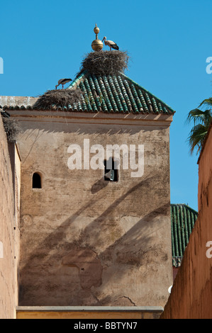 A pair of White Storks nesting on top of a building in Marrakesh feeding their young Stock Photo