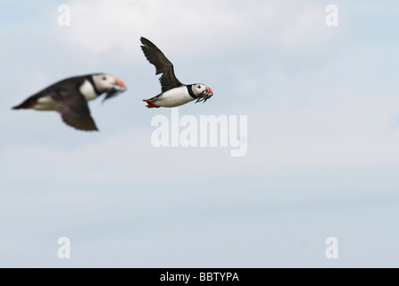 colourful puffin flying back from the sea to feed chicks with beak full of sand eels Stock Photo