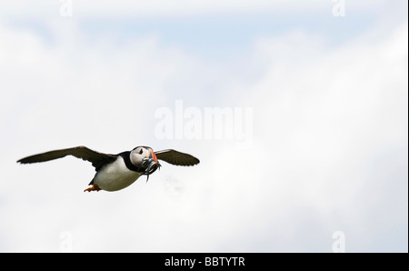colourful puffin flying back from the sea to feed chicks with beak full of sand eels Stock Photo