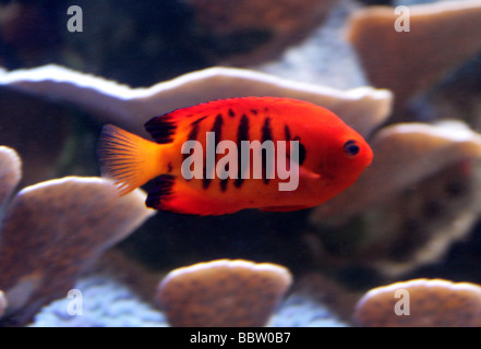 Flame Angelfish, Centropyge loricula, Pomacanthidae, Preciformes Stock Photo