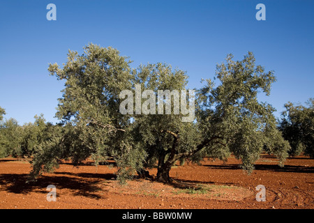 Campo de Olivos en la Comarca de Antequera Málaga Andalucía España Olive Groves in Antequera Malaga Andalusia Spain Stock Photo