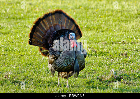 Wild Turkey Tom Strutting in Cades Cove in the Great Smoky Mountains National Park Tennessee Stock Photo