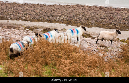 Rainbow Sheep. Four multicolored sheep follow an unpainted one down onto a rocky beach. Stock Photo