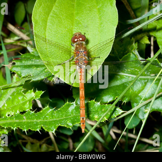 Common Darter Dragonfly (Sympetrum stiolatum) male. Kent, UK .