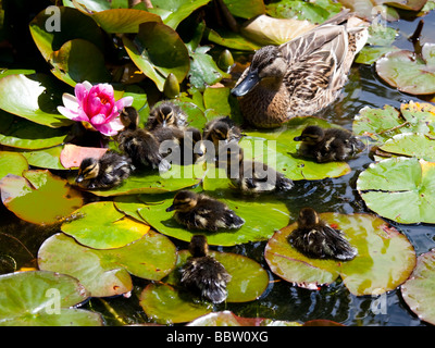 Mother duck with babies sitting on lily pads on warm summer's day Stock Photo