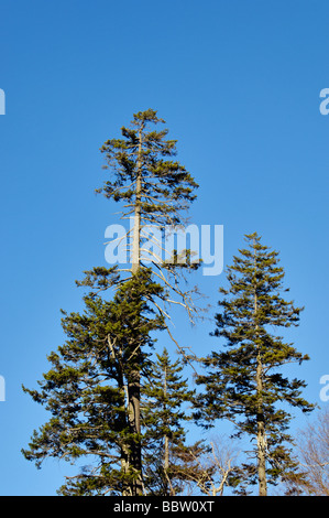 Red Spruce Trees and Bright Blue Sky in the Great Smoky Mountains National Park Tennessee Stock Photo