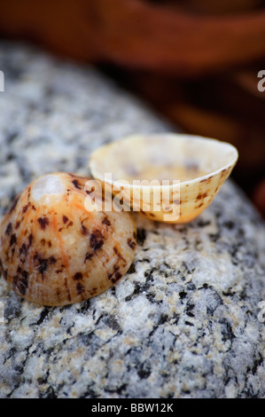 Limpet shells on a beach on the Isles of Scilly England UK Stock Photo ...