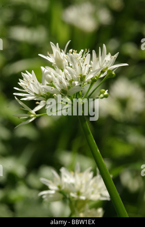 Ramsons or wild garlic  -  Allium ursinum Stock Photo