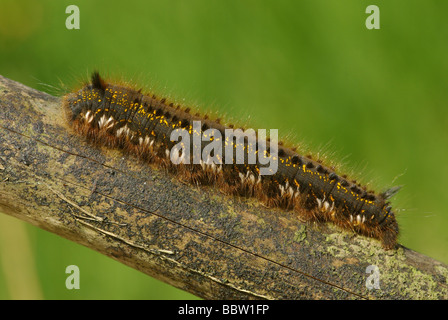 Drinker Moth Caterpillar - Philudoria (Euthrix) potatoria Stock Photo