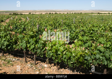 Liberalia winegrowing farm in the Toro region in Spain Stock Photo