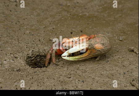 Male fiddler crab emerges from burrow at low tide in mangrove swamp in Mai Po Reserve Hong Kong Note large single pince and eyes Stock Photo