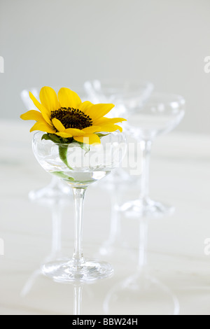 Sunflower in glass vase Stock Photo