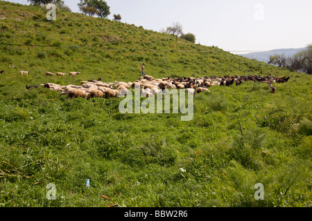 Shepherd with his flock of goats and sheep at Ephesus in Turkey Stock Photo