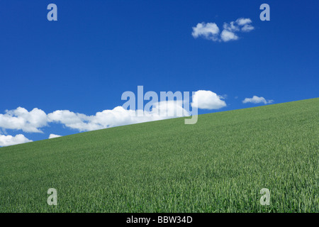 Plants growing in a field against blue sky Stock Photo