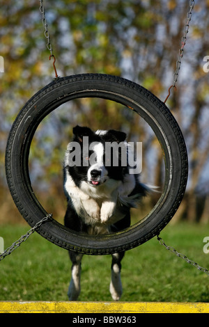 Border Collie jumping through a tyre on an agility course Stock Photo