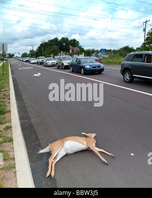 dead deer on public road in suburban Pennsylvania, USA Stock Photo