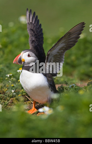Atlantic Puffin (Fratercula arctica) stretching its wings outside of its burrow Stock Photo