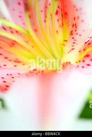 Extreme closeup on lily flower Stock Photo