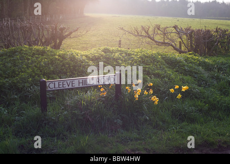 English country hill sign  woodland field and wild-growing dafodil flowers seen in late spring sunshine Stock Photo