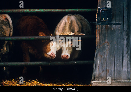 Two dairy cows rub “each other” 's heads and on a gate in a farm in Alsace, western France Stock Photo