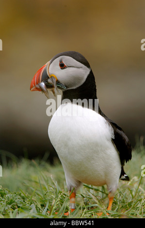 Puffin Fratercula arctica with sand eels Ammodytes lancelatus in bill on Lunga the Treshnish Isles Scotland Stock Photo