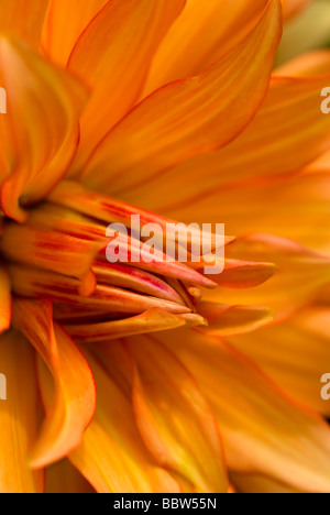 Portrait of a radiant orange Dahlia flower bursting forth in all its splendor Stock Photo