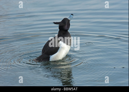 Male tufted duck Aythya fuligula stretches up out of water to shake off surplus water Stock Photo