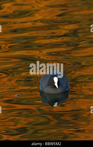 Eurasian coot Fulica atra with reflection of Mexican cypress with autumn colour retained in winter Stock Photo