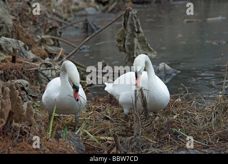 Mated pair mute swans Cygnus olor add rotting plants to nest base in early January Stock Photo