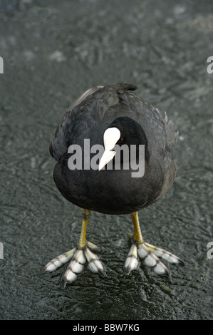 Eurasian coot Fulica atra standing on ice showing lobed feet Stock Photo