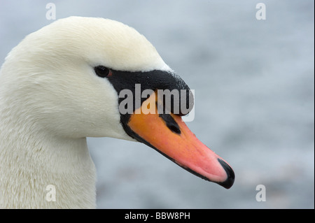 Male mute swan Cygnus olor is known as a cob and has a more prominant black knob above the bill then the female or een Stock Photo