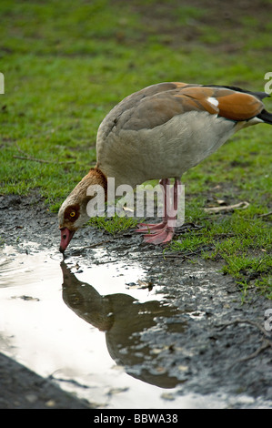 Egyptian goose Alopochen aegyptiacus bends down to drink after a rain shower with its reflection in the puddle Stock Photo
