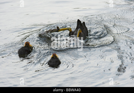 Pair of Eurasian coot Fulica atra chicks watch a parent dive to feed Stock Photo