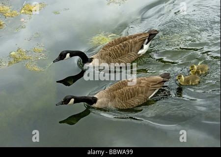 Canada geese Branta canadensis family swimming amongst green alga towards the Sackler Crossing on the Lake Stock Photo