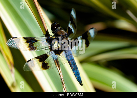 Twelve-spotted Skimmer dragonfly (Libellula pulchella) suns itself on a reed. Stock Photo